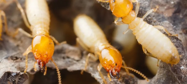 termite barriers brisbane | Termite Barriers